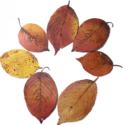 압화 가을나뭇잎책갈피만들기