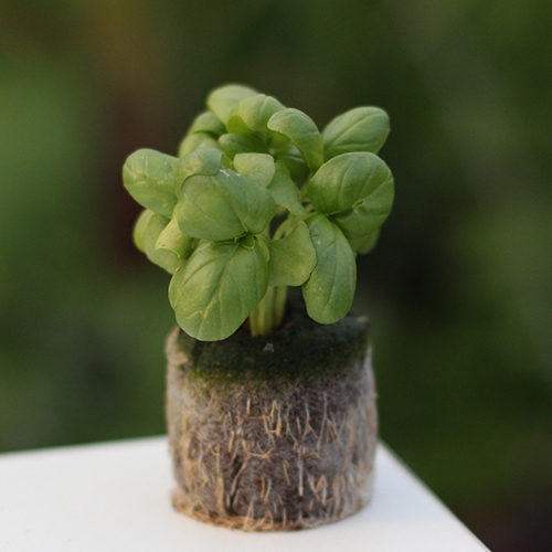 (아이디어씨앗) 씨드쿠키_스위트바질