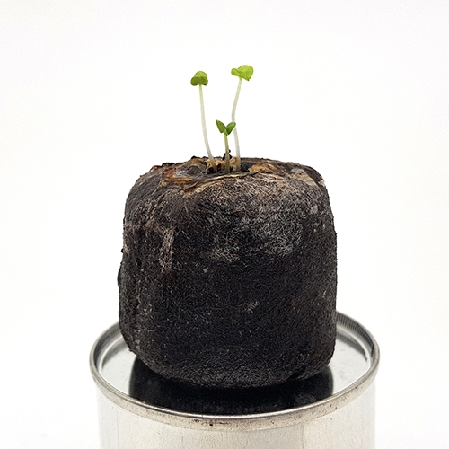 (아이디어씨앗) 씨드쿠키_패랭이꽃