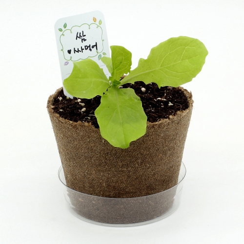 팜팜농장_상추 키우기