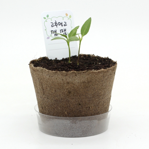 팜팜농장_고추 키우기