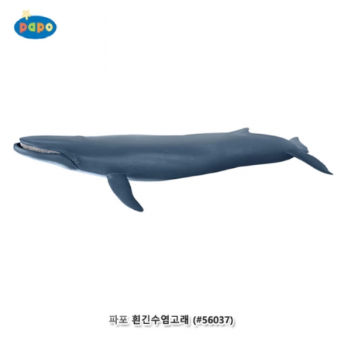 [파포] 흰긴수염고래 (대왕고래)(616PP56037)