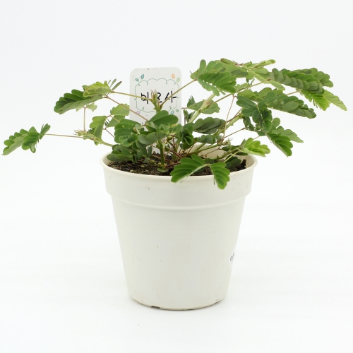 움직이는 식물 - 미모사(신경초) 키우기