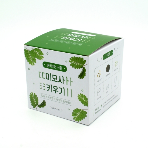 움직이는 식물 - 미모사(신경초) 키우기