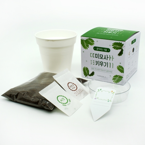 움직이는 식물 - 미모사(신경초) 키우기