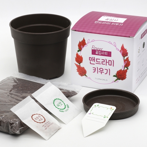 (우리집 정원가꾸기)꽃집사 - 맨드라미 키우기
