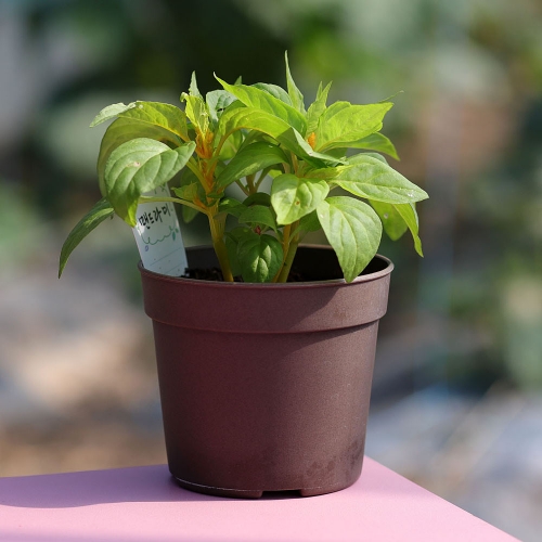 (우리집 정원가꾸기)꽃집사 - 맨드라미 키우기