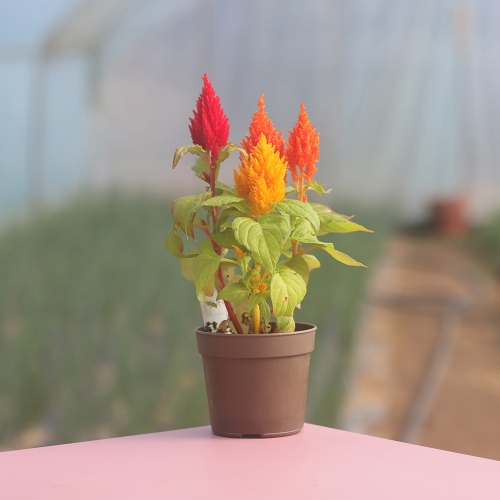 (우리집 정원가꾸기)꽃집사 - 맨드라미 키우기