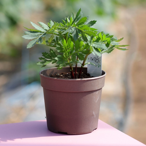 (우리집 정원가꾸기)꽃집사 - 메리골드 키우기