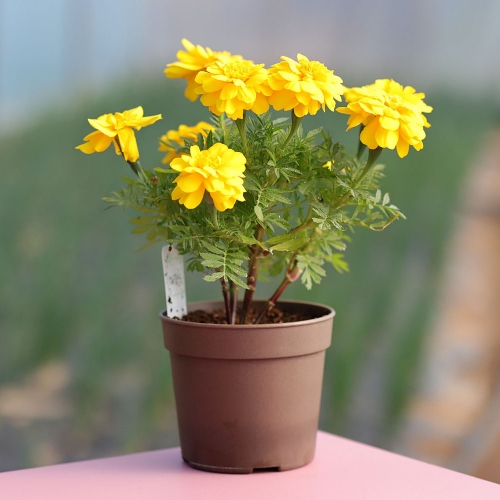 (우리집 정원가꾸기)꽃집사 - 메리골드 키우기