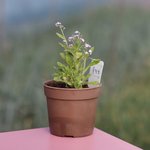 (우리집 정원가꾸기)꽃집사 - 물망초 키우기