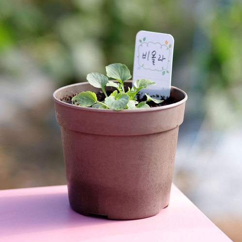 (우리집 정원가꾸기)꽃집사 - 비올라 키우기