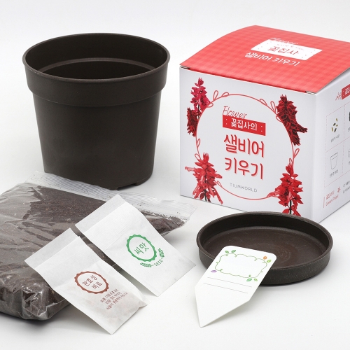 (우리집 정원가꾸기)꽃집사 - 샐비어 키우기