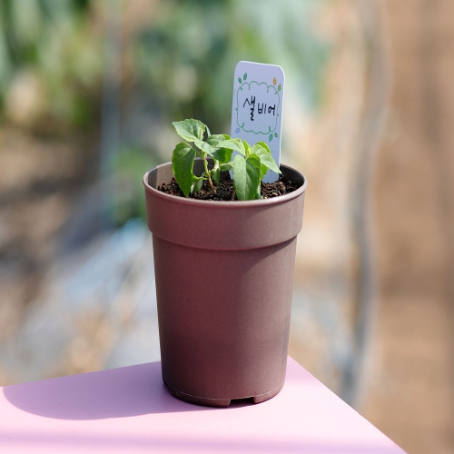 (우리집 정원가꾸기)꽃집사 - 샐비어 키우기