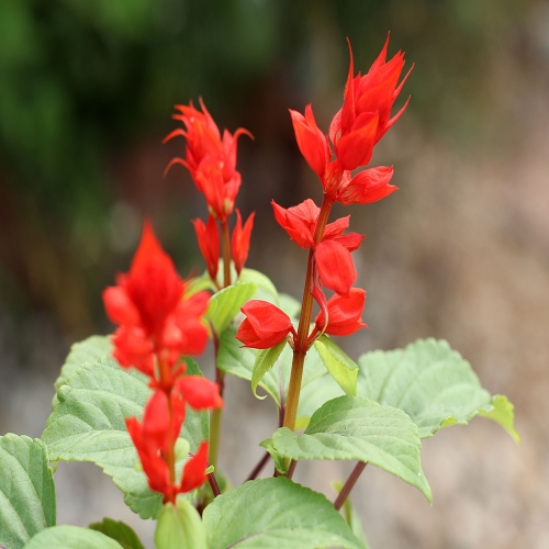 (우리집 정원가꾸기)꽃집사 - 샐비어 키우기