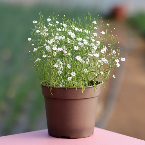 (우리집 정원가꾸기)꽃집사 - 안개꽃 키우기