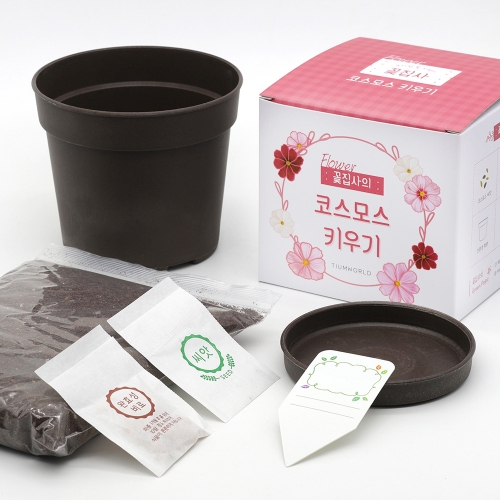 (우리집 정원가꾸기)꽃집사 - 코스모스 키우기