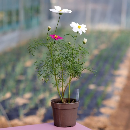 (우리집 정원가꾸기)꽃집사 - 코스모스 키우기