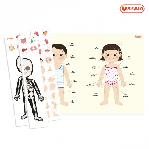 [자석나라] 자석이 붙는 인체 포스터 (나의 몸) (40x60) /학습벽보/병원놀이/장기/뼈