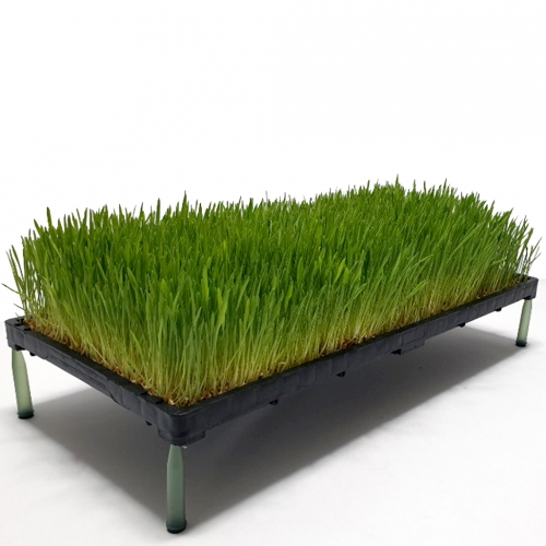 튼튼 미니 새싹보리밭