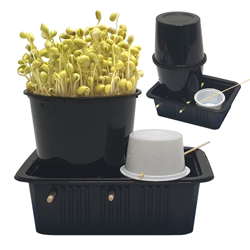 키다리 콩나물 키우기/1인용