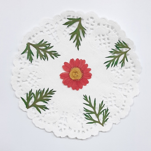 압화체험패키지/마가렛꽃체험 만들기쎄트/컵받침/사진/ 체험패키지