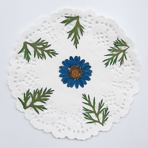 압화체험패키지/마가렛꽃체험 만들기쎄트/컵받침/사진/ 체험패키지