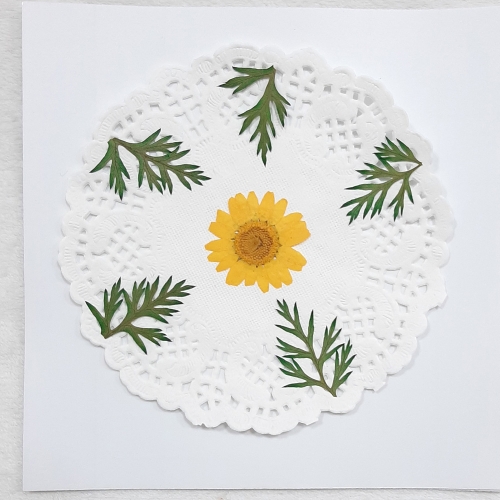 압화체험패키지/마가렛꽃체험 만들기쎄트/컵받침/사진/ 체험패키지