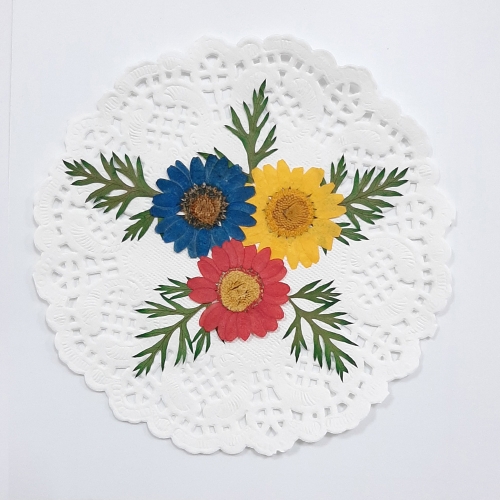 압화체험패키지/마가렛꽃3색혼합 꽃누르미만들기체험쎄트/컵받침/사진/ 체험패키지