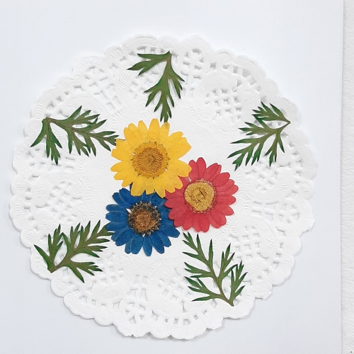 압화체험패키지/마가렛꽃3색혼합 꽃누르미만들기체험쎄트/컵받침/사진/ 체험패키지