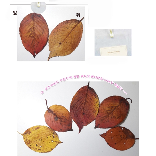 [만들기]압화 단풍책갈피만들기/가을단풍나뭇잎만들기쎄트,