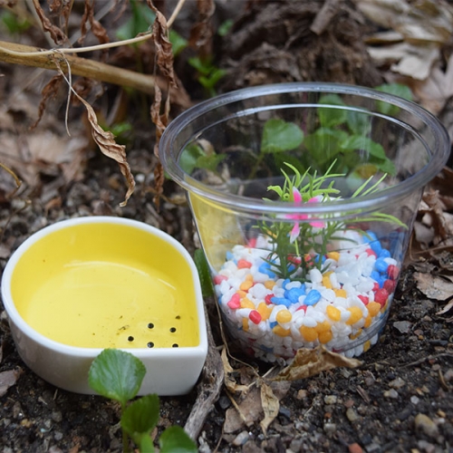 [3월 예약배송] [자연관찰] 올챙이 키트