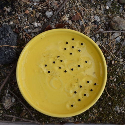 [3월 예약배송] [자연관찰] 올챙이 (20알) 생물