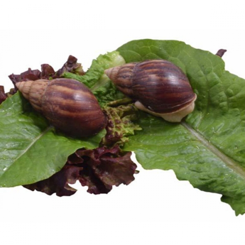 달팽이 1인키트 키우기