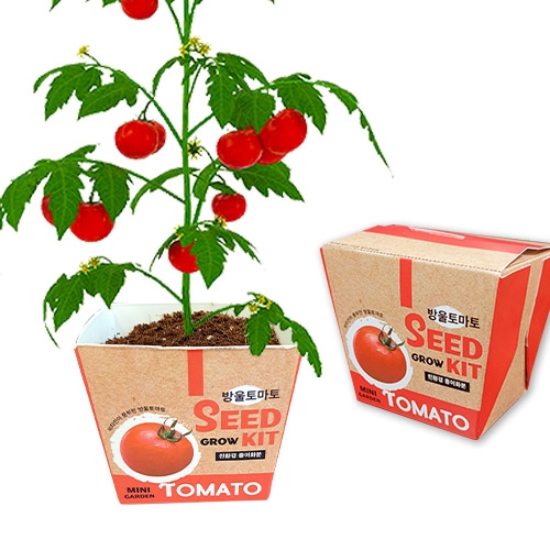 두두엠 그로우키트 방울 토마토 키우기