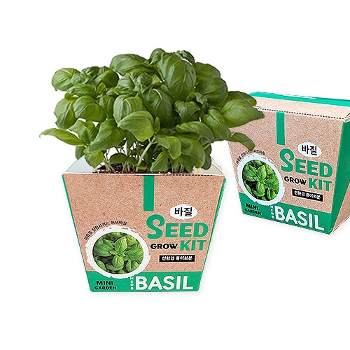 두두엠 그로우키트 허브 바질 키우기