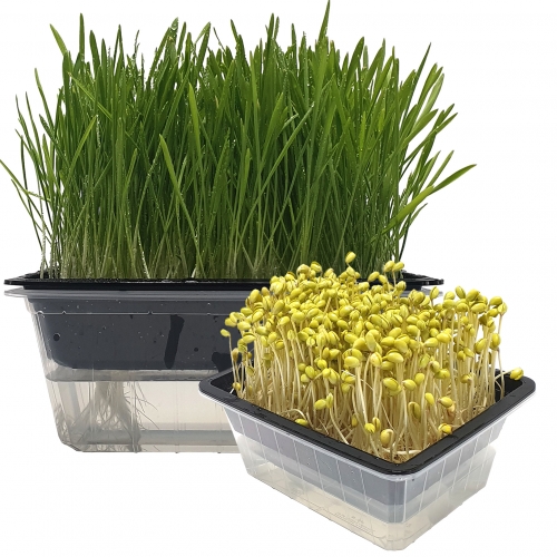 자동(심지)새싹 재배기