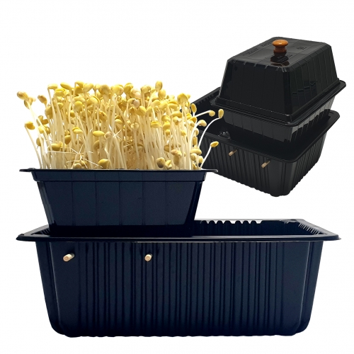 큰 시루 뚜껑콩나물 재배기