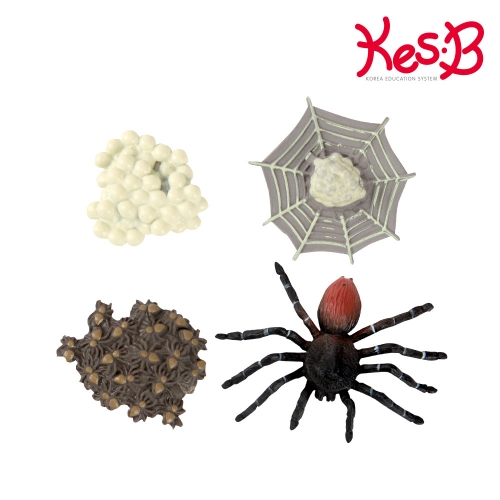 [캐스B]네이처 성장과정 피규어9종세트+활동지 (선택1)