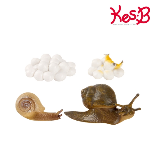 [캐스B]네이처 성장과정 피규어9종세트+활동지 (선택1)