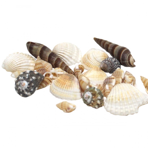 조개껍질 세트_5종