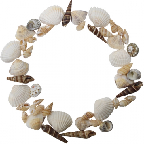 조개껍질 세트_5종