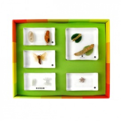 [두손]생태성장모형(옵션선택)