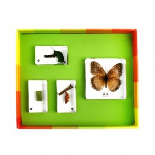 [두손]생태성장모형(옵션선택)