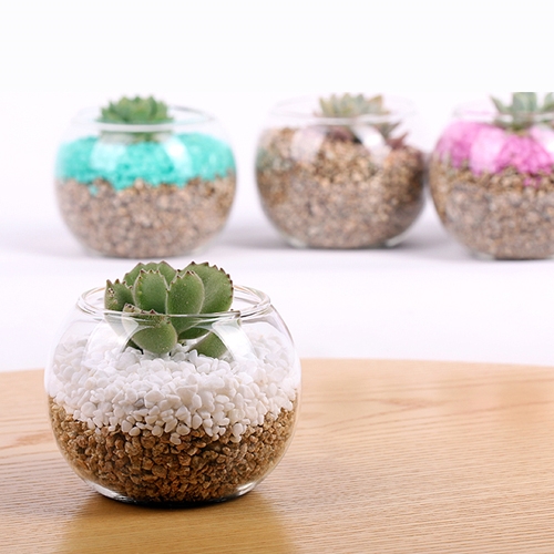 식물가습기 다육이 만들기 kit