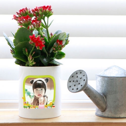 포토 화분 스칸디나비아모스 키우기 화분_러블리스퀘어04(이끼선택)