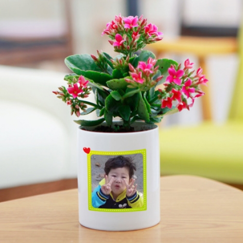 포토 화분 스칸디나비아모스 키우기 화분_그린스퀘어06(이끼선택)