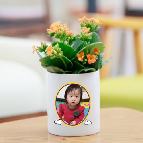 포토 화분 스칸디나비아모스 키우기 화분_써클라인07(이끼선택)