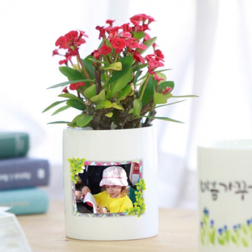 포토 화분 스칸디나비아모스 키우기 화분_푸른나뭇잎01(이끼선택)