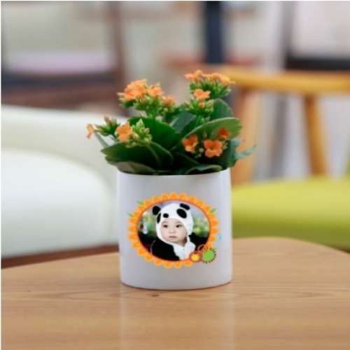 포토 화분 스칸디나비아모스 키우기 화분_썬플라워02(이끼선택)